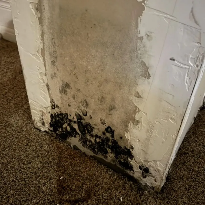 Professional Mold Removal in Ladonia, AL